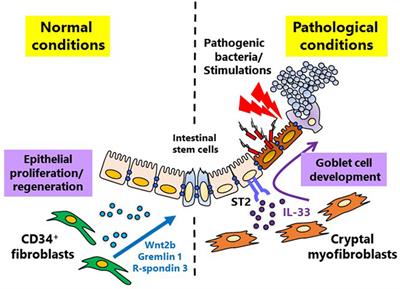 Mucosal Mesenchymal Cells: Secondary Barrier and Peripheral Educator for the Gut Immune System